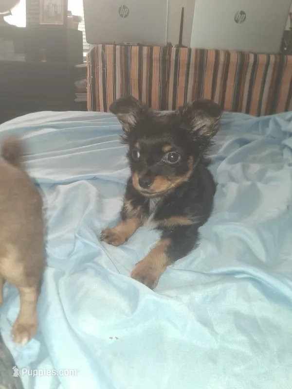 Buddy – Chihuahua puppy for sale in Wellington, KS