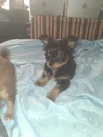 Buddy, a female Chihuahua for sale in Wellington, KS – Photo 1 of 8