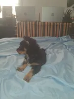 Buddy, a female Chihuahua for sale in Wellington, KS – Photo 3 of 8