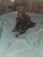 Buddy, a female Chihuahua for sale in Wellington, KS – Photo 4 of 8