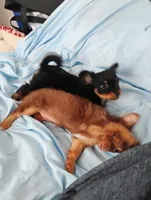 Buddy, a female Chihuahua for sale in Wellington, KS – Photo 7 of 8