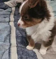 Beethoven, a male Chihuahua for sale in Wellington, KS – 3 of 7