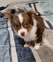 Beethoven, a male Chihuahua for sale in Wellington, KS – 7 of 7