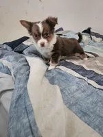 Beethoven, a male Chihuahua for sale in Wellington, KS – 2 of 7