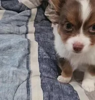 Beethoven, a male Chihuahua for sale in Wellington, KS – 4 of 7