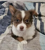 Beethoven, a male Chihuahua for sale in Wellington, KS – 1 of 7