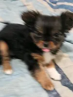 Apple, a female Chihuahua for sale in Wellington, KS – 2 of 3