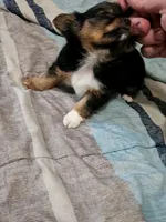 Apple, a female Chihuahua for sale in Wellington, KS – 3 of 3