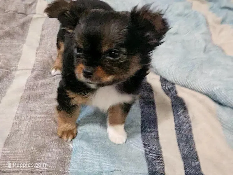 Apple – Chihuahua puppy for sale in Wellington, KS