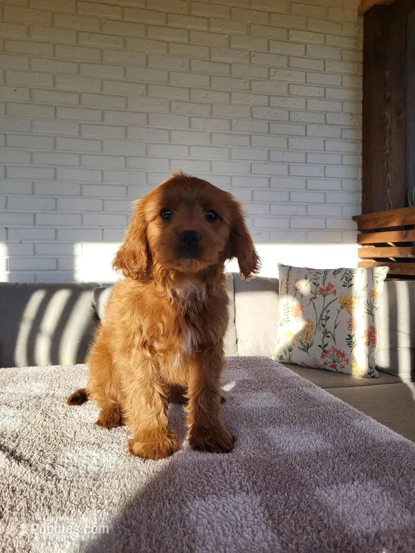 Ian – Cavapoo puppy on hold in Clarkrange, TN