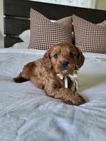 Ian, a male Cavapoo for sale in Clarkrange, TN – Photo 3 of 5