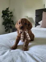 Ian, a male Cavapoo for sale in Clarkrange, TN – Photo 4 of 5