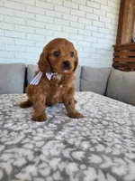 Ian, a male Cavapoo for sale in Clarkrange, TN – Photo 4 of 5