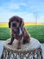 Ian, a male Cavapoo for sale in Clarkrange, TN – Photo 3 of 5