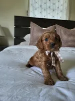 Ian, a male Cavapoo for sale in Clarkrange, TN – Photo 5 of 5