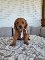 Ian, a male Cavapoo for sale in Clarkrange, TN – Photo 5 of 5
