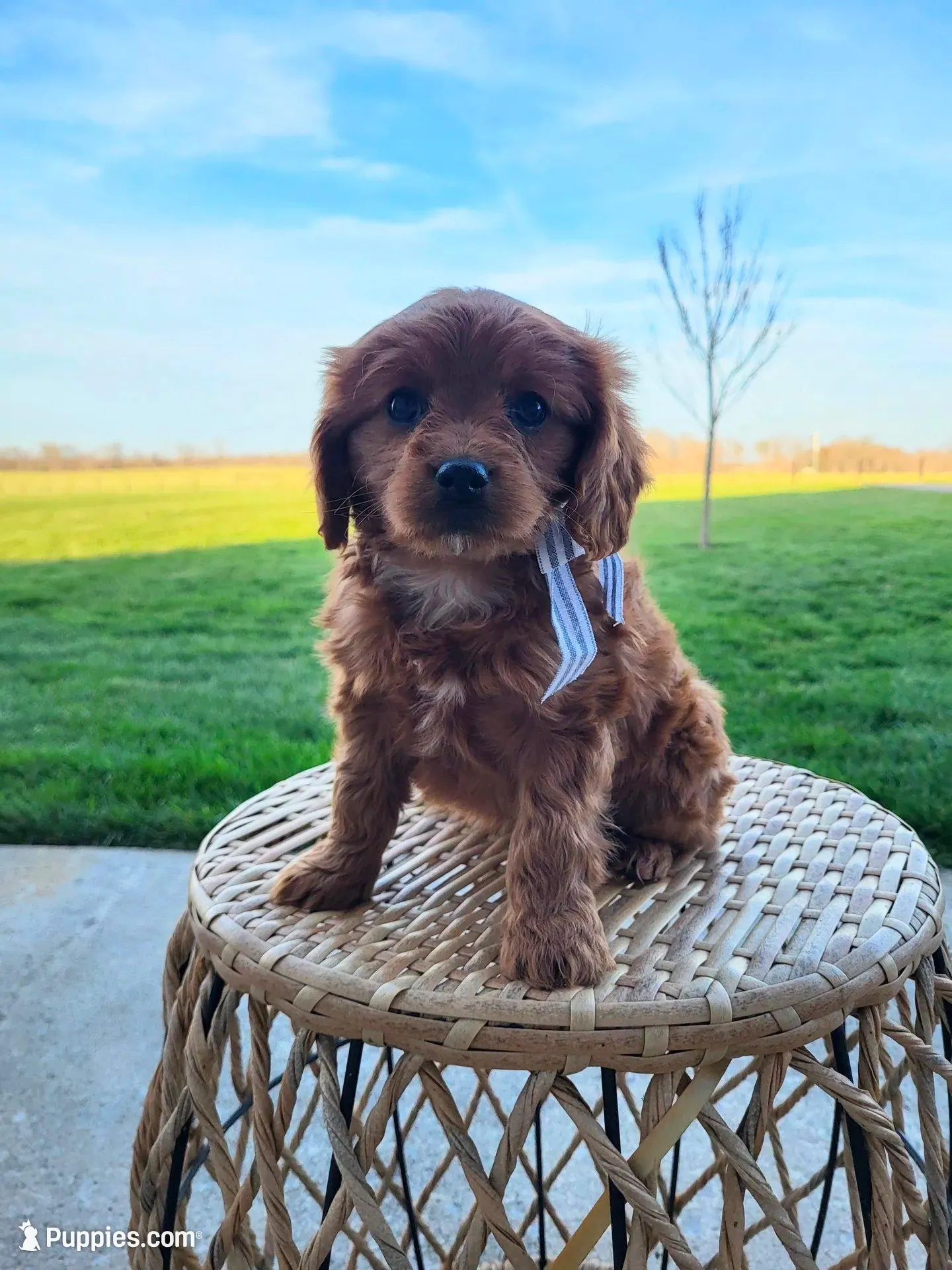 Ian – Cavapoo puppy for sale in Clarkrange, TN