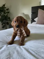 Ian, a male Cavapoo for sale in Clarkrange, TN – Photo 2 of 5