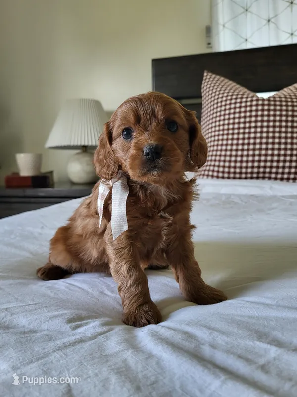 Ian – Cavapoo puppy for sale in Clarkrange, TN