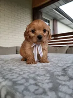 Kruz, a male Cavapoo for sale in Clarkrange, TN – 2 of 3