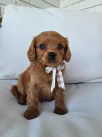 Jerry, a male Cavapoo for sale in Clarkrange, TN – Photo 3 of 5