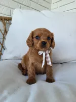 Jerry, a male Cavapoo for sale in Clarkrange, TN – Photo 4 of 5