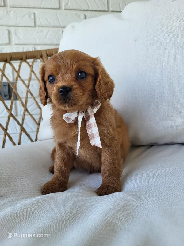 Jerry – Cavapoo puppy for sale in Clarkrange, TN