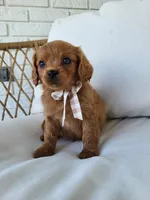 Jerry, a male Cavapoo for sale in Clarkrange, TN – Photo 1 of 5