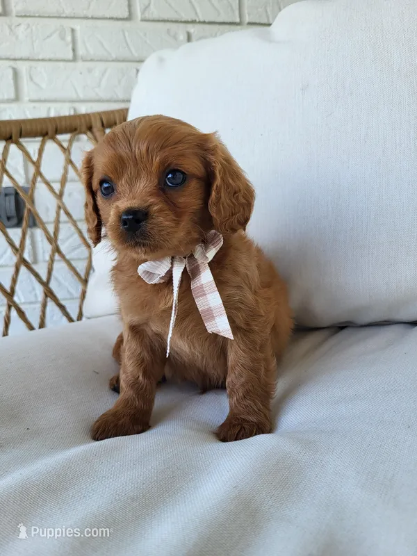 Jerry – Cavapoo puppy for sale in Clarkrange, TN