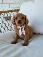 Jerry, a male Cavapoo for sale in Clarkrange, TN – Photo 5 of 5