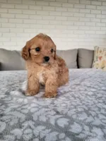 Knox, a male Cavapoo for sale in Clarkrange, TN – 3 of 3