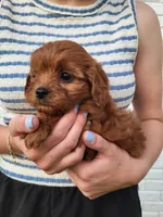 Kallie, a female Cavapoo for sale in Clarkrange, TN – 2 of 3