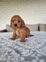 Kobe, a male Cavapoo for sale in Clarkrange, TN – 2 of 4