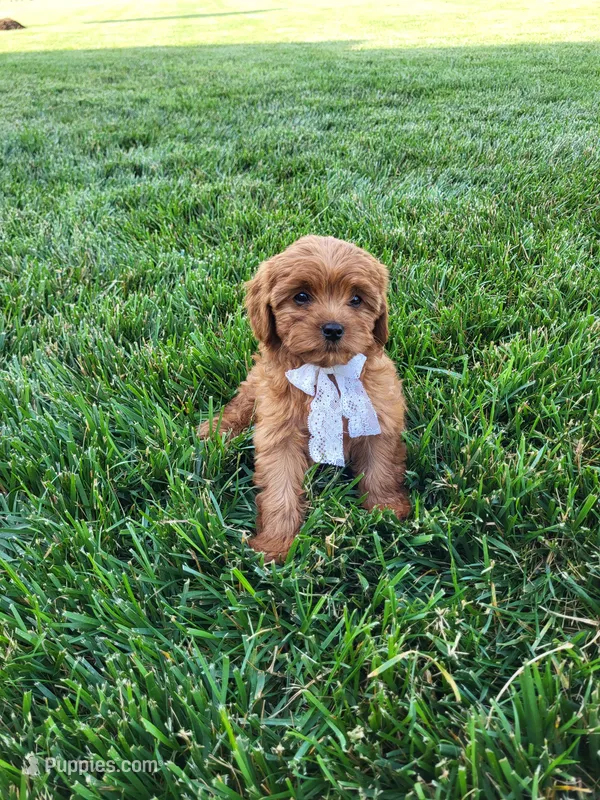 Kallie – Cavapoo puppy for sale in Clarkrange, TN