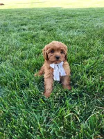 Kallie, a female Cavapoo for sale in Clarkrange, TN – 1 of 6