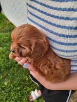 Kallie, a female Cavapoo for sale in Clarkrange, TN – 3 of 3