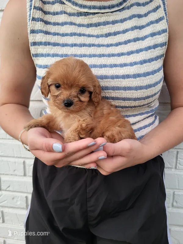 Kiki – Cavapoo puppy for sale in Clarkrange, TN