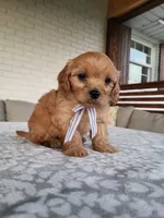Kruz, a male Cavapoo for sale in Clarkrange, TN – 3 of 3