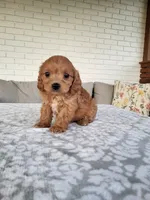 Kobe, a male Cavapoo for sale in Clarkrange, TN – 4 of 4