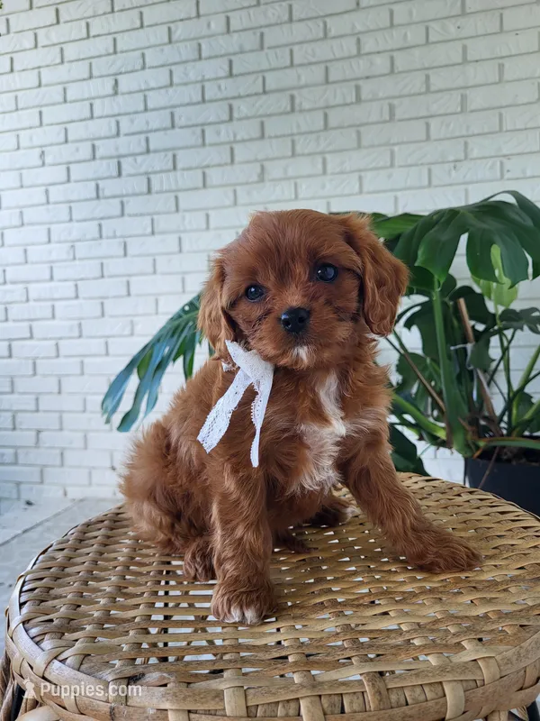 Jade – Cavapoo puppy for sale in Clarkrange, TN
