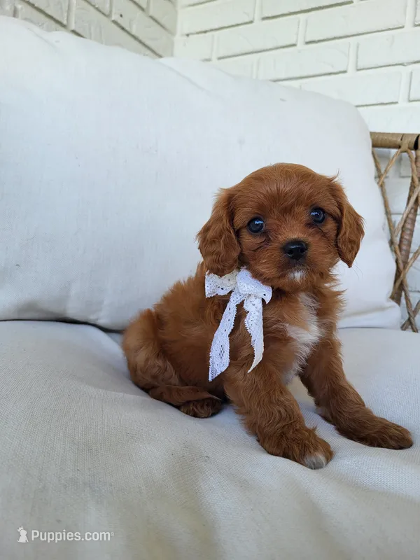 Jade – Cavapoo puppy for sale in Clarkrange, TN