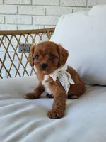 Jade, a female Cavapoo for sale in Clarkrange, TN – Photo 6 of 7