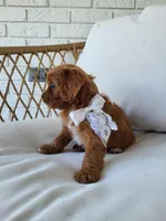 Jade, a female Cavapoo for sale in Clarkrange, TN – Photo 7 of 7