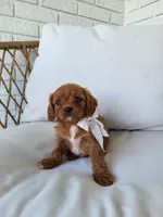 Jade, a female Cavapoo for sale in Clarkrange, TN – Photo 3 of 7