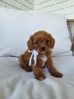Jade, a female Cavapoo for sale in Clarkrange, TN – Photo 4 of 7