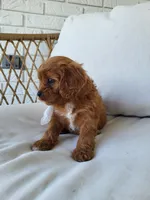 Jade, a female Cavapoo for sale in Clarkrange, TN – Photo 5 of 7