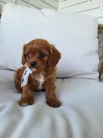 Jade, a female Cavapoo for sale in Clarkrange, TN – Photo 2 of 7