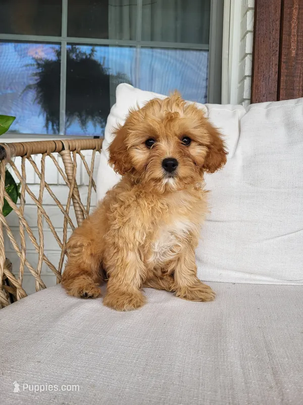 Kruz – Cavapoo puppy for sale in Clarkrange, TN