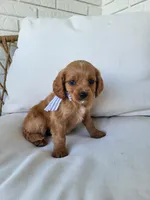 Joey, a male Cavapoo for sale in Clarkrange, TN – Photo 3 of 3