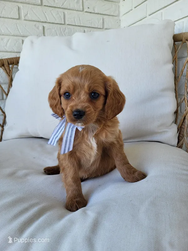 Joey – Cavapoo puppy for sale in Clarkrange, TN